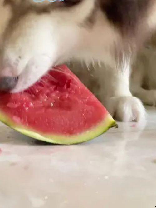 网红和狗吃瓜,吃瓜群众的欢乐盛宴  第1张